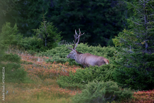 Fototapeta Naklejka Na Ścianę i Meble -  A large male of stag stay at the edge of large spruce forest in autumn after sunset during ruting season. Photographed after sunset in low natural light and high ISO.