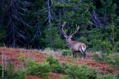 Fototapeta Naklejka Na Ścianę i Meble -  A large male of stag stay at the edge of large spruce forest in autumn after sunset during ruting season. Photographed after sunset in low natural light and high ISO.