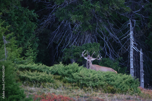Fototapeta Naklejka Na Ścianę i Meble -  A large male of stag stay at the edge of large spruce forest in autumn after sunset during ruting season. Photographed after sunset in low natural light and high ISO.