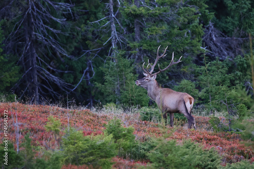 Fototapeta Naklejka Na Ścianę i Meble -  A large male of stag stay at the edge of large spruce forest in autumn after sunset during ruting season. Photographed after sunset in low natural light and high ISO.
