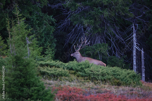 Fototapeta Naklejka Na Ścianę i Meble -  A large male of stag stay at the edge of large spruce forest in autumn after sunset during ruting season. Photographed after sunset in low natural light and high ISO.
