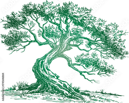 Detailed sketch of an ancient, gnarled olive tree with lush green foliage ancient tree twisted