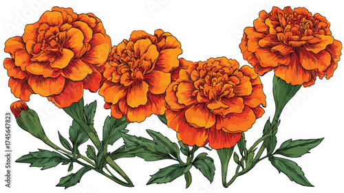 Vibrant Four Orange Marigold Flowers and Green Leaves Vector Illustration