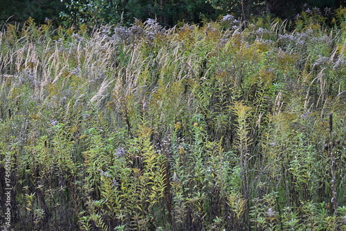 Meadow flowers in autumn. autumn plants