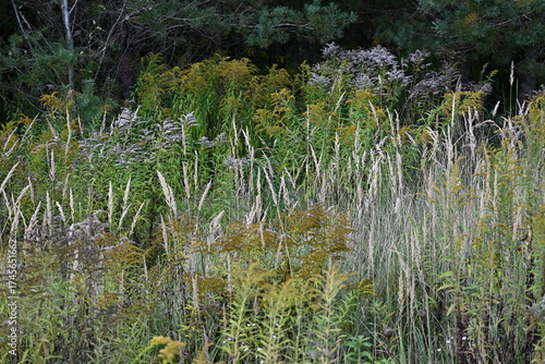 Meadow flowers in autumn. autumn plants