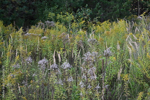 Meadow flowers in autumn. autumn plants