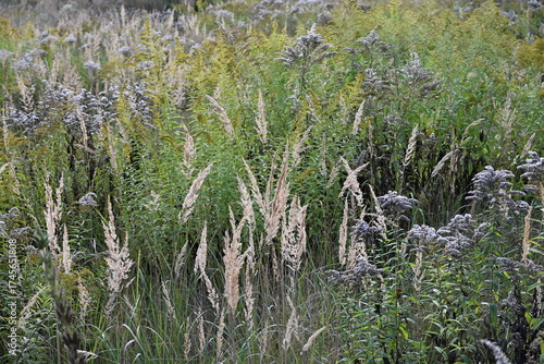 Meadow flowers in autumn. autumn plants