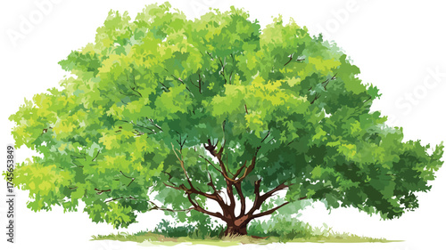 Vibrant Lush Green Deciduous Tree Foliage in Nature During Spring and Summer