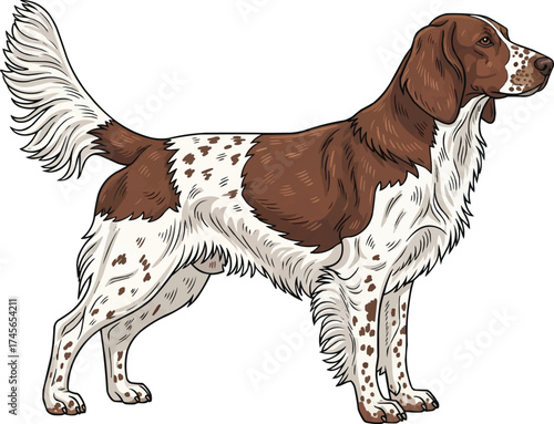 drentsche patrijshond dog standing sideways vector illustration