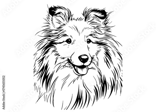 a black and white drawing of a shetland sheep dog headBorder collie, black, dog, head, illustration, image, portrait, sheepdog, white 
