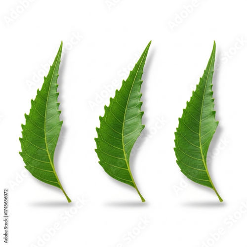 Three isolated green neem leaves with soft shadows on a clean white background, symbolizing nature, health, and ayurvedic medicine