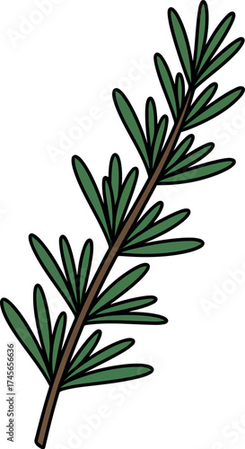 Fresh rosemary herb sprig culinary ingredient aromatic plant vector