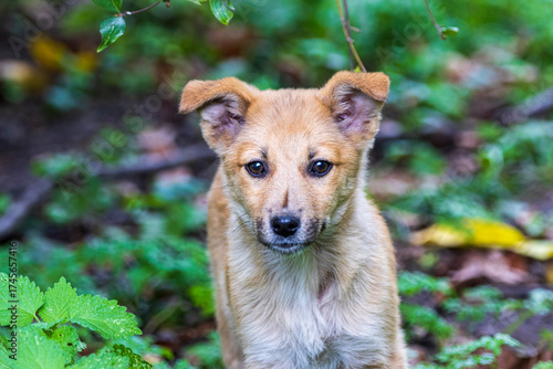 portrait of a dog