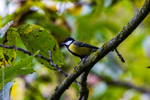 Great tit (parus major) on branch.