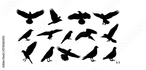 Collection of bird silhouettes in various poses including flying perching and standing against a white background perfect for design elements and avian studies