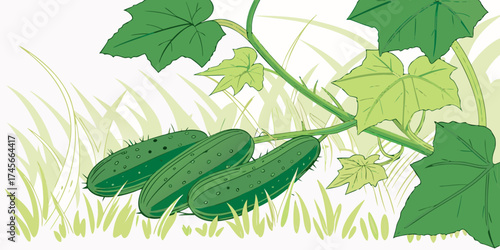 Vector illustration of fresh cucumbers grow among vibrant green leaves on dark grassy back-view.