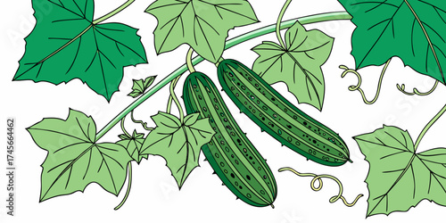 Vector illustration of fresh cucumbers grow among vibrant green leaves on dark grassy back-view.