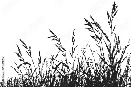 Grass silhouette sketch, hand drawn wild prairie plants on white background — stock vector