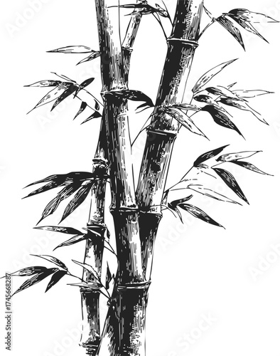 Bamboo stalks sketch hand drawn with detailed leaves and textured stems — stock vector