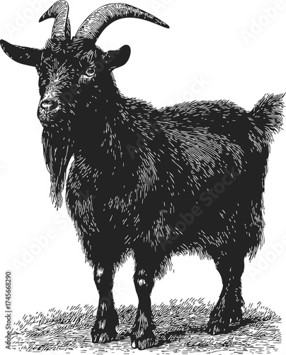 Goat hand drawn sketch illustration black and white engraving style — stock vector