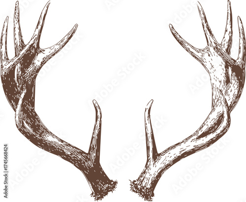 Antlers sketch hand drawn symmetrical deer horns isolated on white — stock vector
