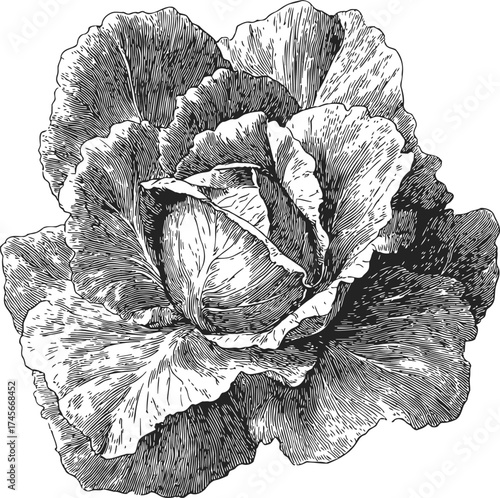 Cabbage sketch hand drawn botanical vegetable detailed monochrome engraving — stock vector