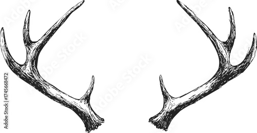 Antlers sketch hand drawn symmetrical deer horns isolated on white — stock vector