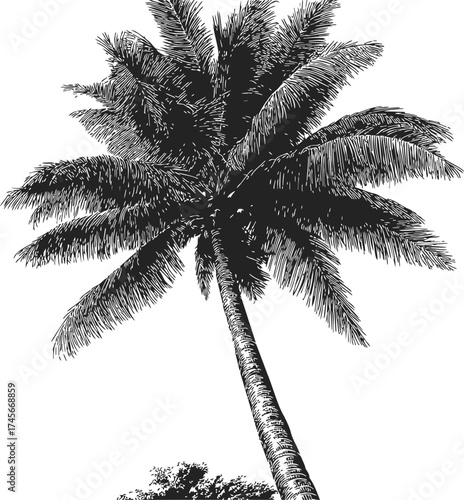 Palm tree detailed hand drawn sketch illustration black white — stock vector