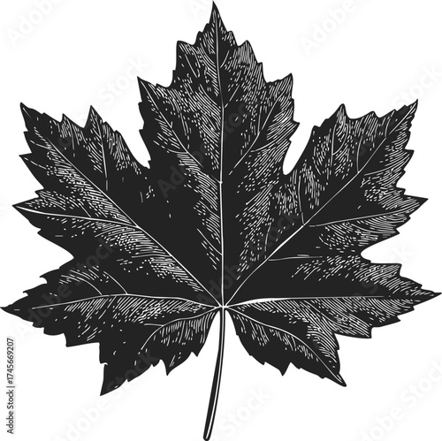 Maple leaf sketch, hand drawn botanical illustration with detailed veins — stock vector