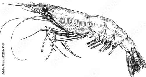 Shrimp sketch hand drawn detailed crustacean illustration in black and white — stock vector