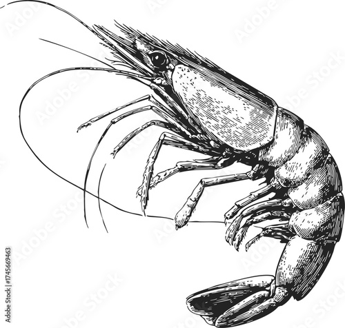 Shrimp sketch hand drawn detailed crustacean illustration isolated on white — stock vector