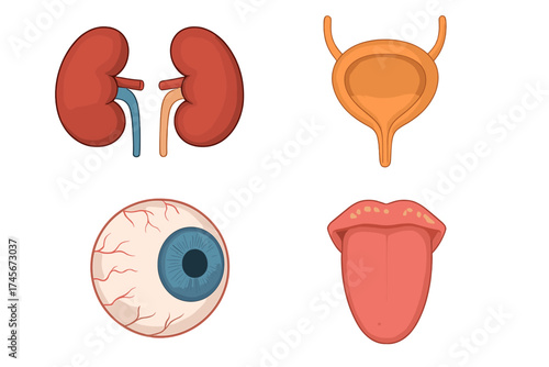 Human organs vector icon set. Kidney, urinary bladder, eyeball, tongue. Medical anatomy cartoon illustration. Urology, ophthalmology, vision, taste organ biology symbol.