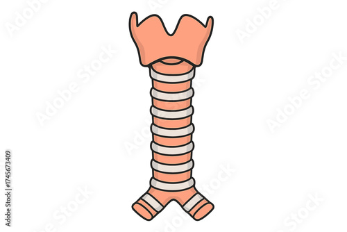 Human trachea and larynx anatomy vector icon. Medical illustration of the respiratory system, windpipe, and voice box. Pulmonology and otolaryngology biology science symbol.