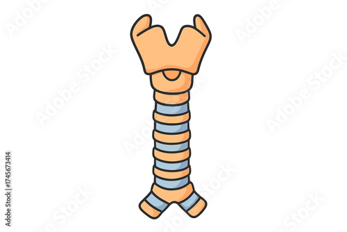 Human larynx and trachea anatomy vector icon. Medical illustration of throat, vocal cords, and bronchi. Otolaryngology, biology and health concept. Breathing organ symbol.