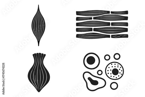 Muscle tissue and human cells vector icon set. Biology anatomy illustration. Skeletal, smooth muscle fiber structure. Medical and science biological organism symbol collection.