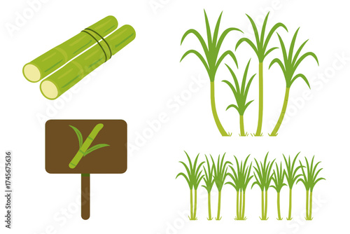 Sugarcane vector illustration set. Sugar cane plant, crop field, and sign icon. Green stalk, leaf. Natural raw food ingredient for production. Agricultural flat design element.