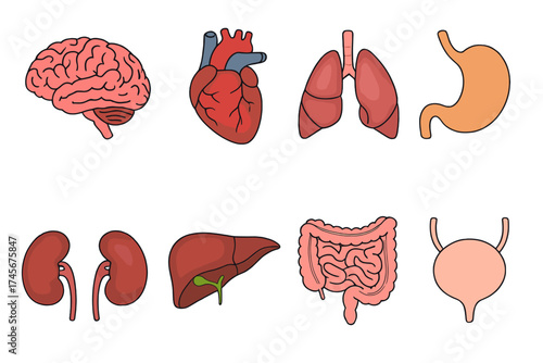 Human internal organs icon set. Cartoon vector illustration of anatomy. Brain, heart, lungs, stomach, kidneys, liver, intestines, bladder for medical and biological design.