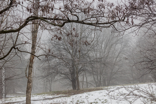 Winter and foggy forest in Bulgaria.