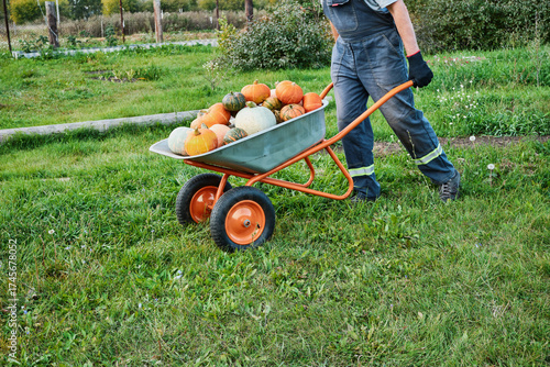 Caucasian farmer transporting harvested pumpkins in garden using orange wheelbarrow