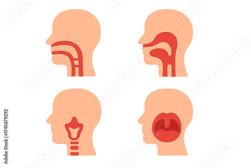 Throat anatomy vector icons set for web and mobile, transparent background medical illustration of human throat structure, respiratory and speech system diagram, educational health graphic