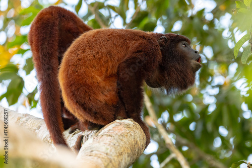 Photography of howler monkeys (Alouatta) in the trees of the Amazon rainforest of Madre de Dios, Peru.