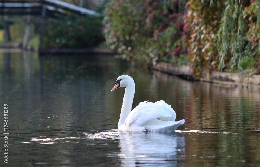 Fototapeta premium swans on the lake