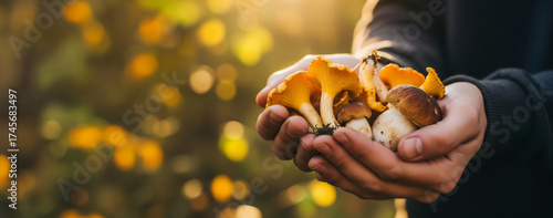 Hands holding a harvest of wild mushrooms in an autumn forest. Fresh chanterelle and porcini fungi. Foraging for natural food concept