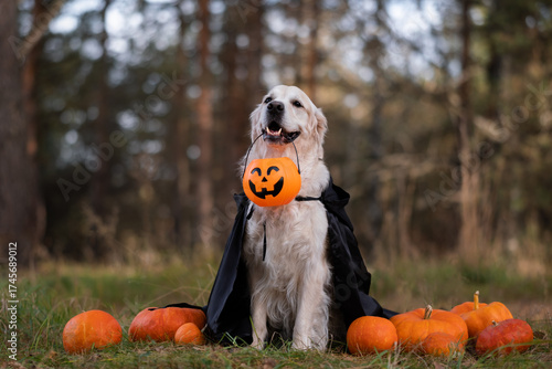 A dog in a witch costume with pumpkins for Halloween. A golden retriever is sitting in an autumn park, holding a festive bucket of pumpkin-shaped sweets in his mouth.