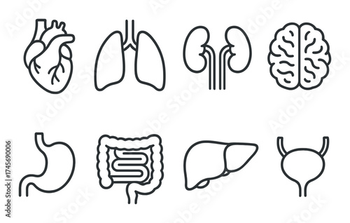 Minimalist icons of human organs featuring heart lungs kidneys brain stomach intestines liver bladder