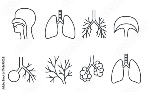 Human respiratory system diagram: lungs, bronchi, alveoli, diaphragm, airway illustrations