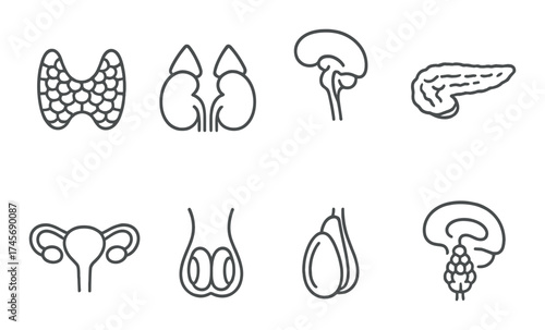 Outline icons of human endocrine organs on a dark background