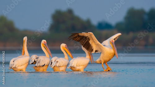 Flock of Great White Pelicans resting