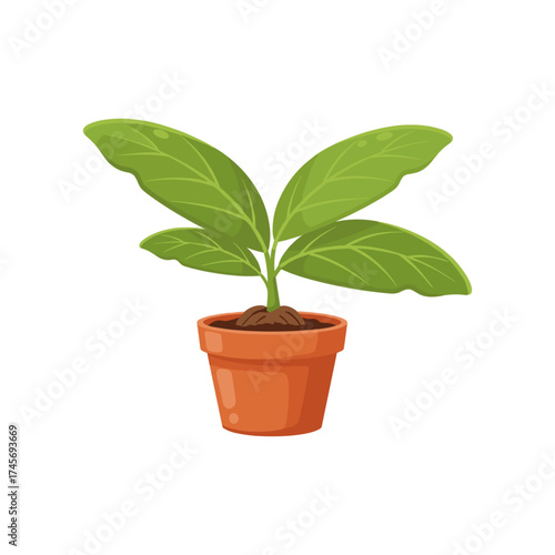 A vibrant green potted plant with large leaves, set against a clean white background, ideal for decoration