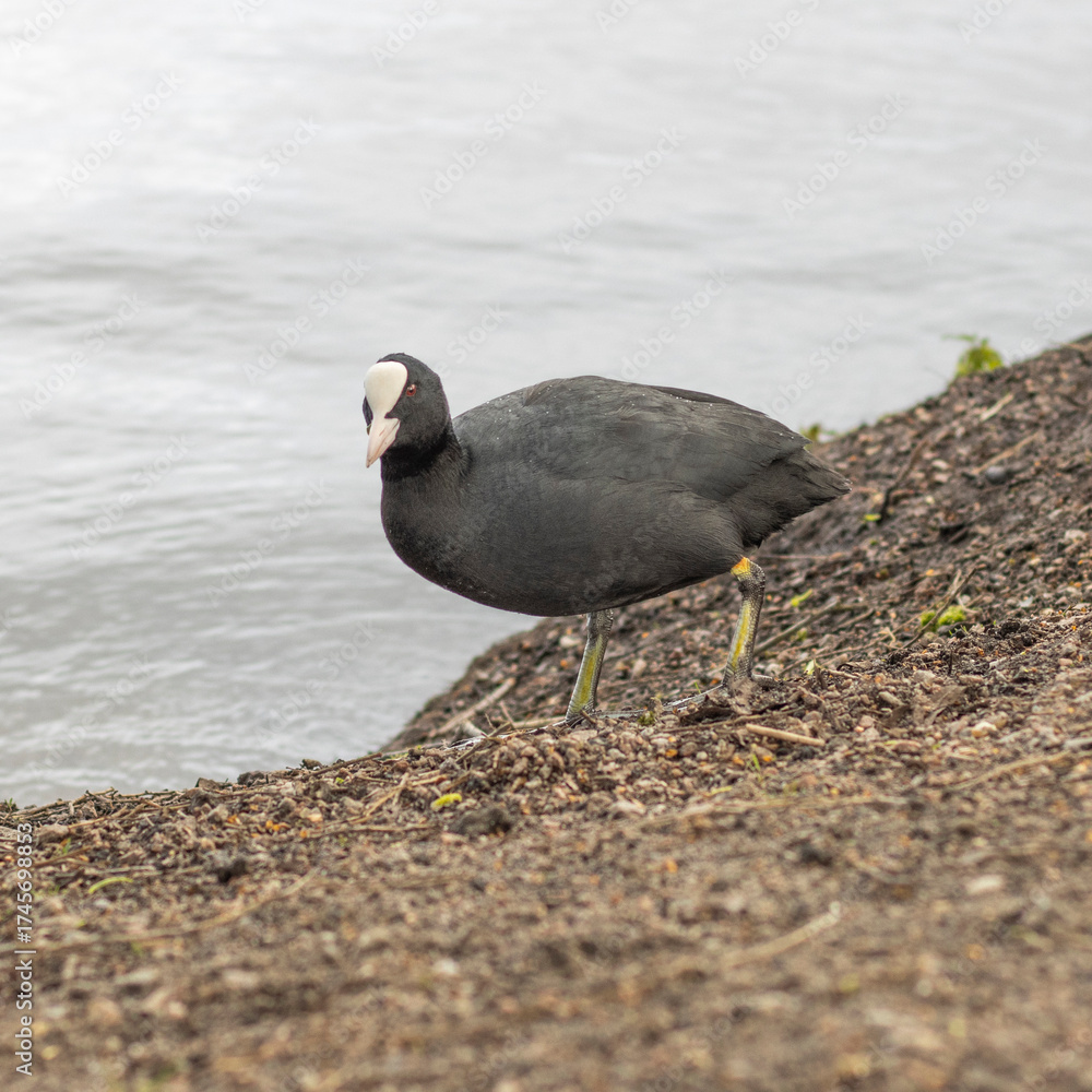 Fototapeta premium Blesshuhn